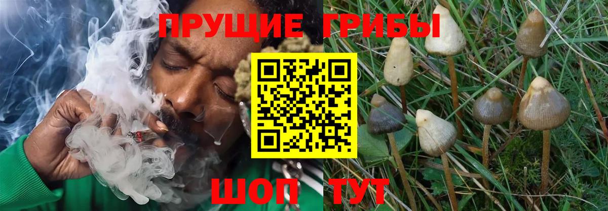 Галлюциногенные грибы Psilocybine cubensis Тихорецк